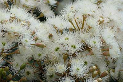 Benefits of Eucalyptus Oil