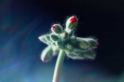 Benefits of Geranium Oil