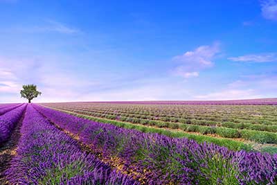 Benefits of Lavendar Oil