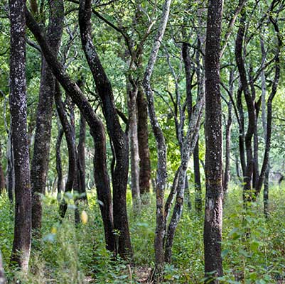 Benefits of Sandalwood Oil